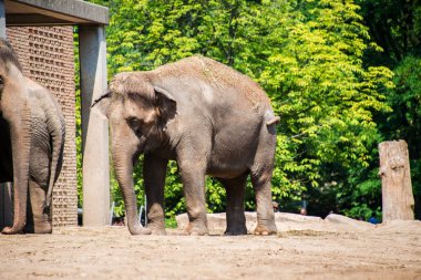 Elephant in the zoo during summer