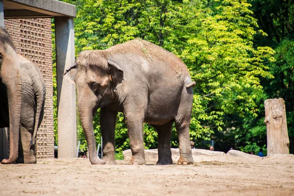 Elefant im Zoo im Sommer — Stockfoto