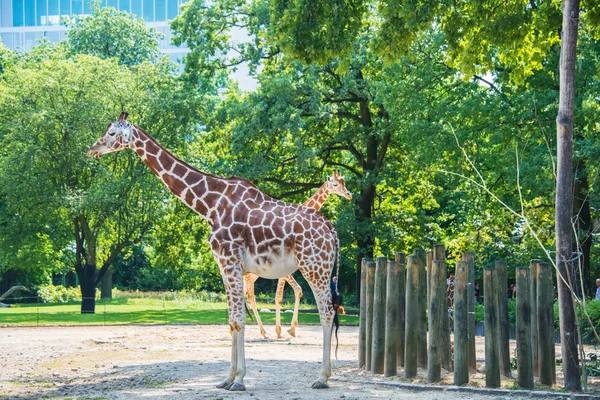 Giraffe zwischen Bäumen — Stockfoto