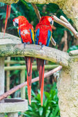 Barevný papoušek ptáci