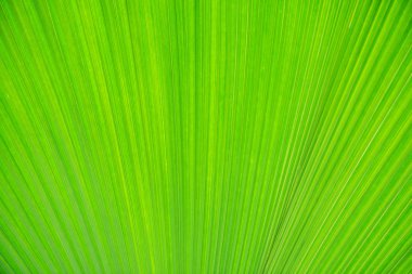 Geçmişiniz için yeşil izin dokusu