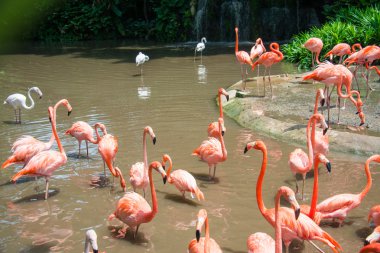 Gölette flamingo kuşları