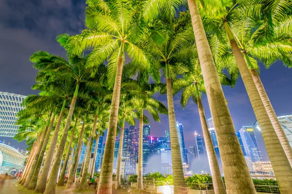 Palmeras en Singapur durante la noche — Foto de Stock