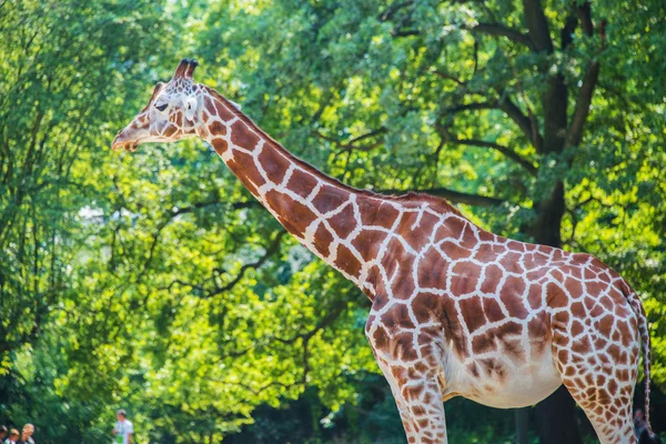 Giraffe zwischen Bäumen am hellen Tag — Stockfoto