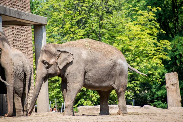 Elefant im Zoo am Sommertag — Stockfoto