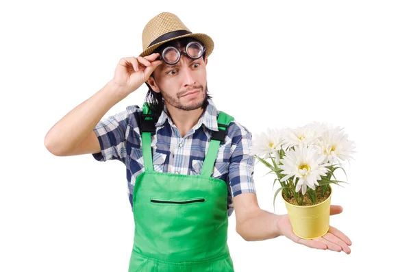 Jovem jardineiro engraçado com pote de camomilas isoladas em branco — Fotografia de Stock