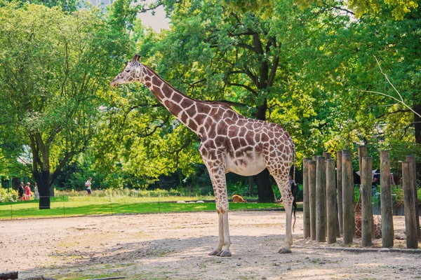 Giraffe zwischen Bäumen am hellen Tag — Stockfoto