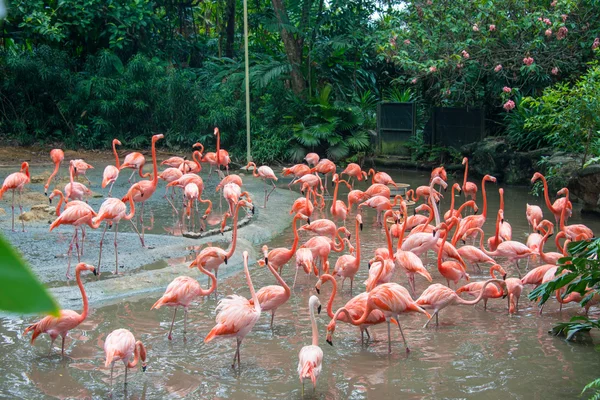 Flamingo birds in the  pond — Stock Photo, Image