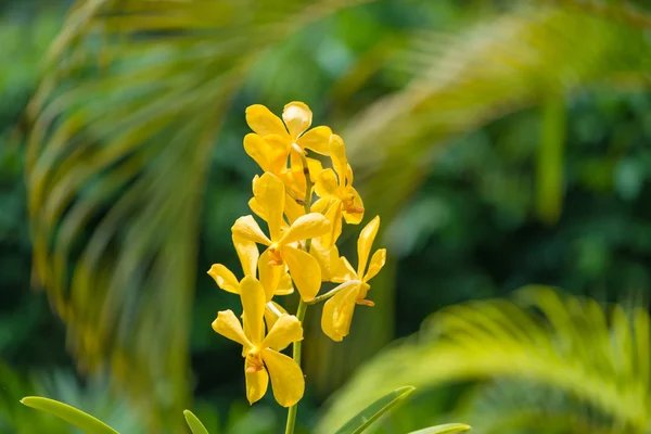 Colourful orchid flowers on bright summer day — Stock Photo, Image