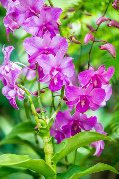 Kleurrijke orchidee bloemen op heldere zomerdag — Stockfoto