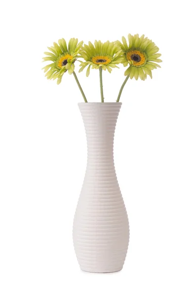 Квіти Гербера ізольовані на білому тлі — стокове фото