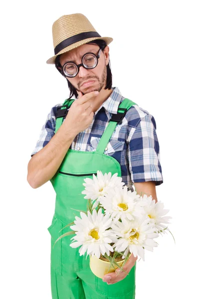 Mladý legrační zahradník s pot camomiles izolované na bílém — Stock fotografie
