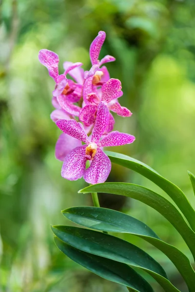 Barevné květy orchidejí — Stock fotografie