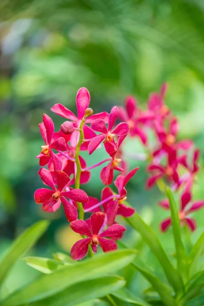 Barevné květy orchidejí — Stock fotografie