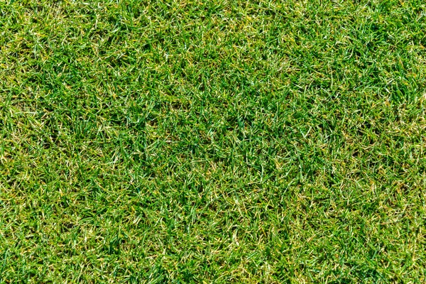 Bliska zielonej trawy dla tła — Zdjęcie stockowe