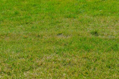 arka planınız için yeşil çim yakın çekim