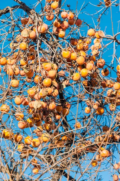 Frutas de caqui en el árbol — Foto de Stock