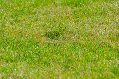 arka planınız için yeşil çim yakın çekim