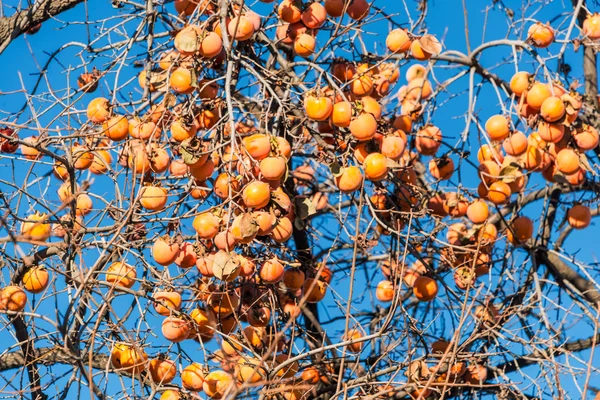 Frutas de caqui en el árbol — Foto de Stock