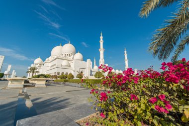 Sheikh zayed Camisi