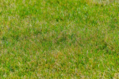 arka planınız için yeşil çim yakın çekim