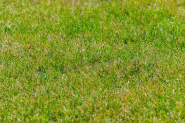 arka planınız için yeşil çim yakın çekim