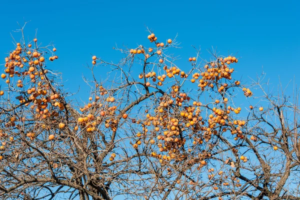 Frutas de caqui en el árbol — Foto de Stock