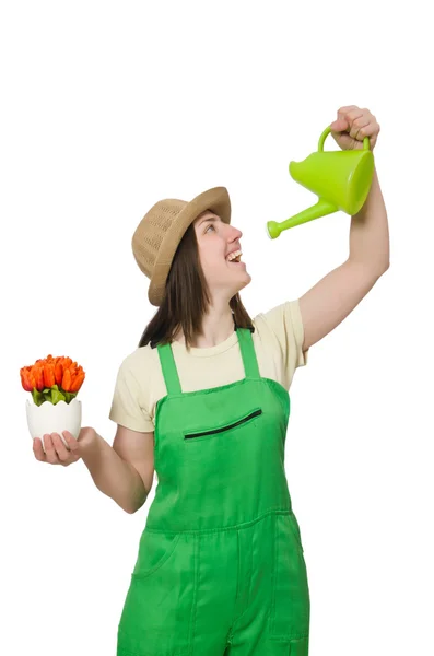 Menina regando plantas em branco — Fotografia de Stock