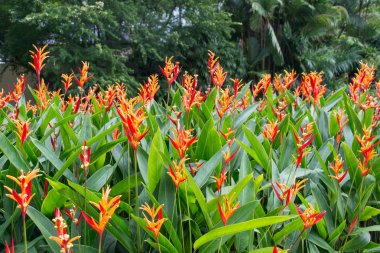 heliconia bahçede çiçek