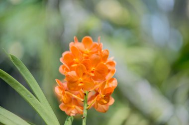 Renkli orkide çiçekleri