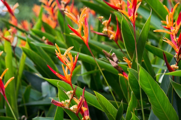 Heliconia fleurs dans le jardin — Photo