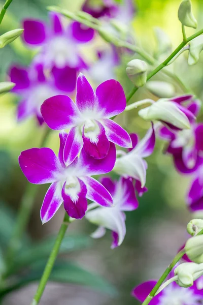 Barevné květy orchidejí — Stock fotografie