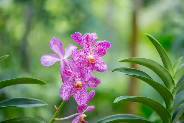 Fiori di orchidea colorati durante giorno estivo lucente — Foto Stock
