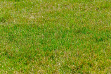 arka planınız için yeşil çim