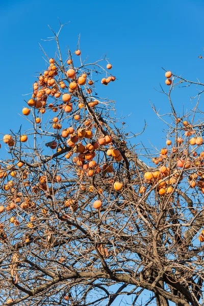 Persimmon fruits on the tree — Stock Photo, Image