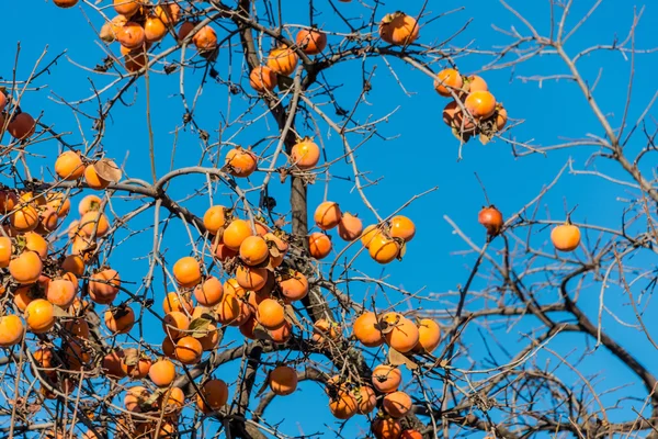 Persimmon fruits on the tree — Stock Photo, Image