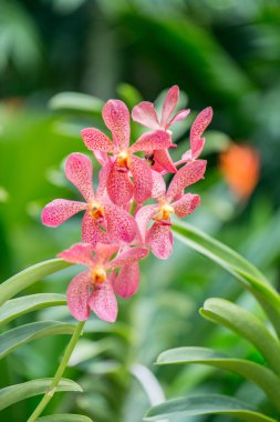 Parlak yaz gününde renkli orkide çiçekleri