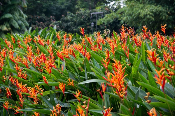 Heliconia цветы в саду — стоковое фото