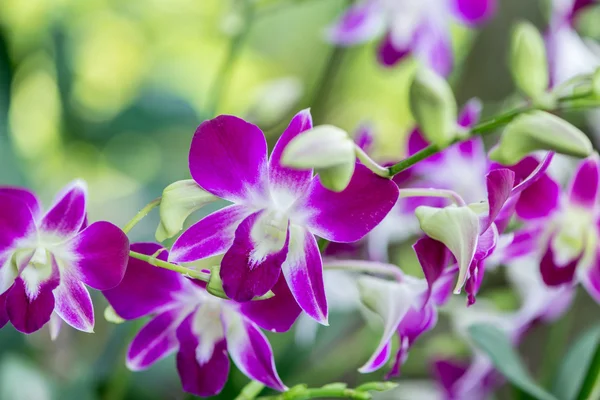 Kleurrijke orchidee bloemen op heldere zomerdag — Stockfoto