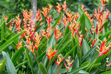 heliconia bahçede çiçek