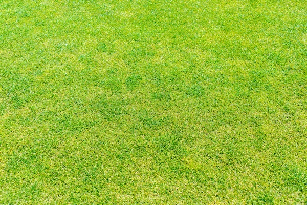 Green grass for your background — Stock Photo, Image
