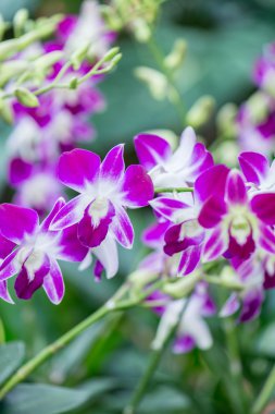 renkli orkide çiçekleri