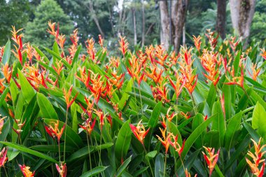 heliconia bahçede çiçek