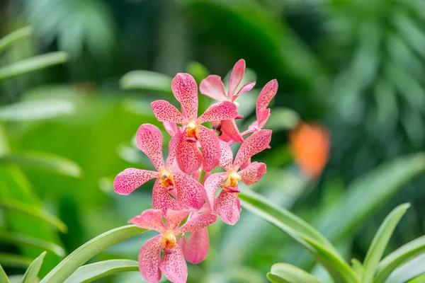 Barevné květy orchidejí — Stock fotografie