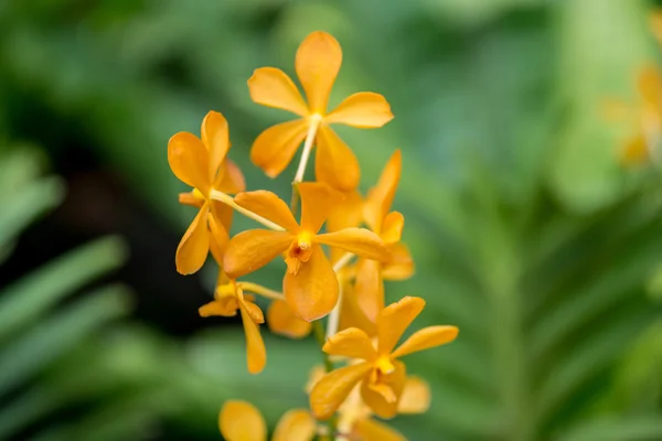 Flores coloridas de la orquídea — Foto de Stock