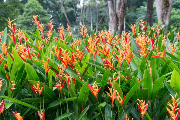 Heliconia fleurs dans le jardin — Photo