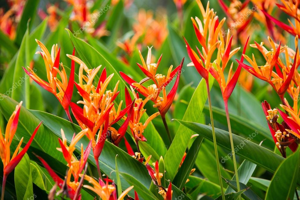 Heliconia flowers in the garden — Stock Photo © Elnur_ 77336498