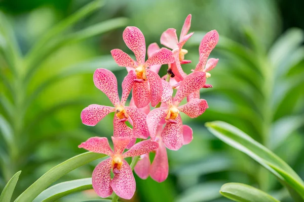 Flores coloridas de la orquídea en día brillante del verano —  Fotos de Stock