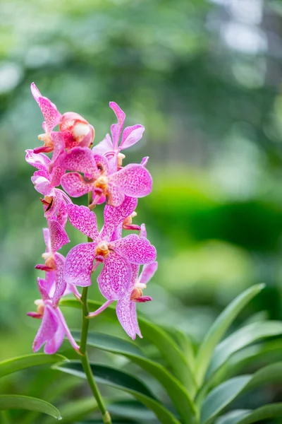 Kleurrijke orchidee bloemen op heldere zomerdag — Stockfoto