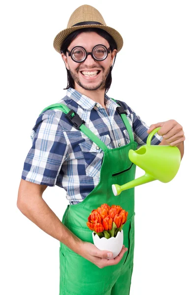 Lustiger Gärtner mit Tulpen und Gießkanne — Stockfoto